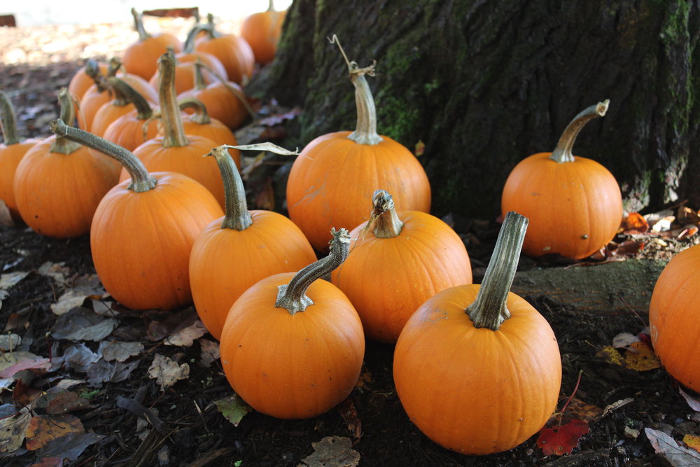 ฟักทองสมอลชูก้า - Small Sugar Pumpkin