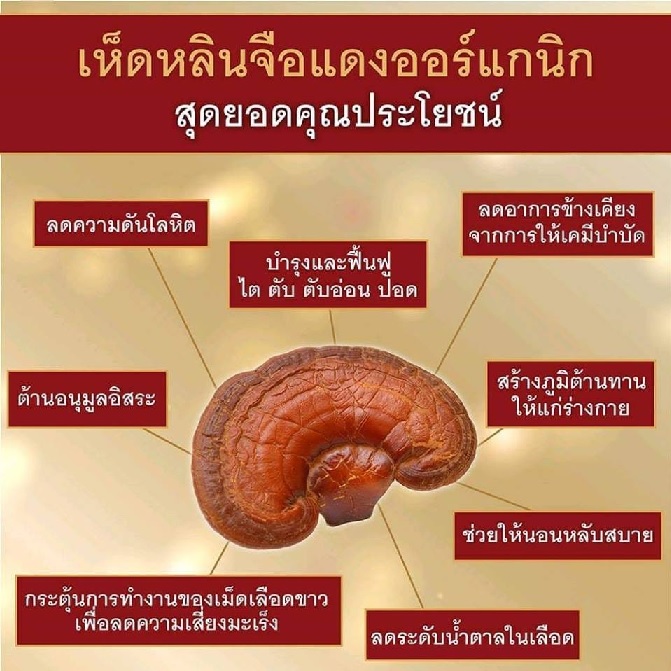 S.O.M LINGZHI SUN ช่วยเรื่องอะไร, หลินจือ ซัน ช่วยเรื่องอะไร, LINGZHI SUN ช่วยเรื่องอะไร S.O.M LINGZHI SUN ช่วยเรื่องอะไร, หลินจือ ซัน ช่วยเรื่องอะไร, LINGZHI SUN ช่วยเรื่องอะไร