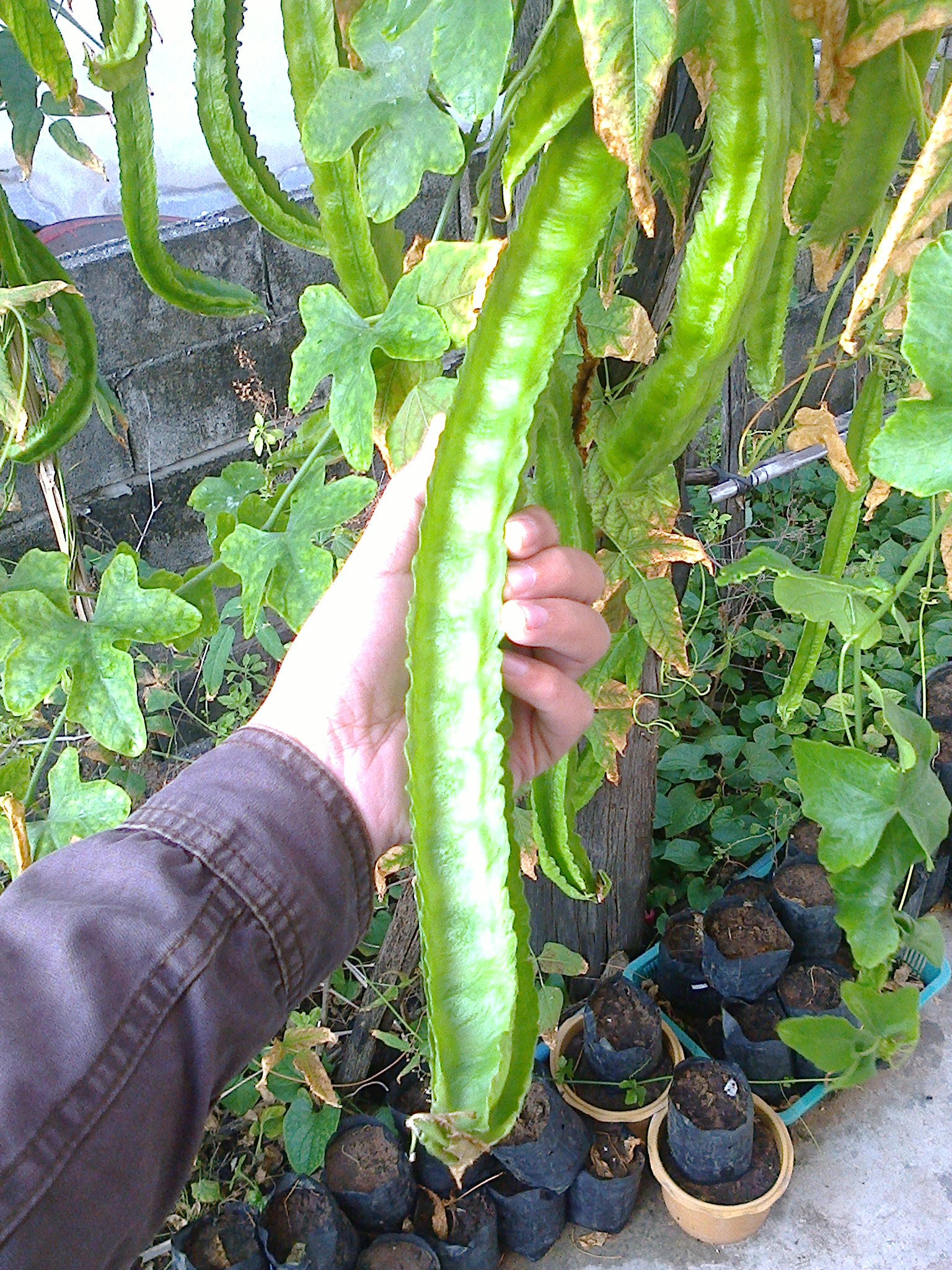ถั่วพูยักษ์ - Giant Winged Bean