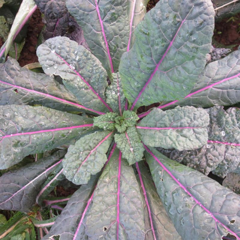 เมล็ดพันธุ์ เคลแดซลิ่งบูล - Dazzling Blue Kale Seed