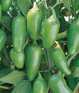 (Whole 1 Oz) เมล็ดพันธุ์ พริกจาราปิโน่ - Jalapeno Pepper Seed