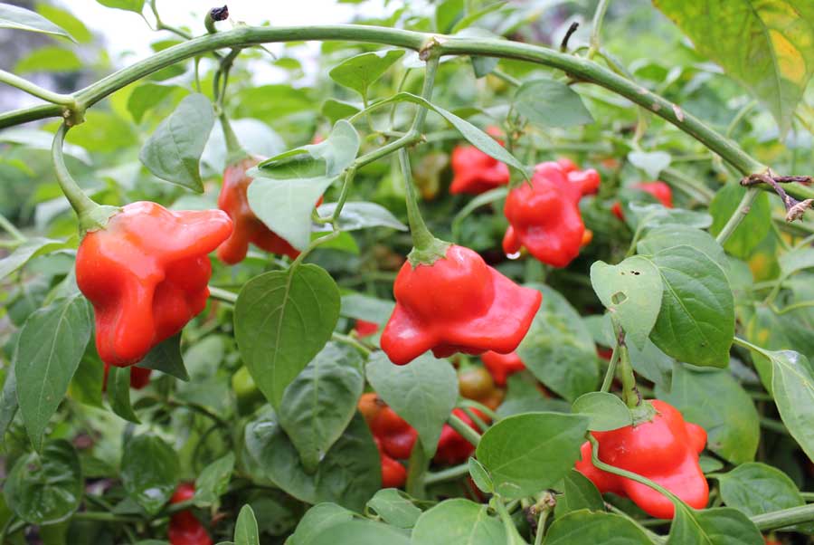 พริกมัสรูมแดง - Red Mushroom Pepper