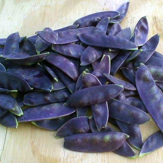 ถั่วลันเตาสีม่วง - Purple Magnolia Snap Pea seed 20 เมล็ด