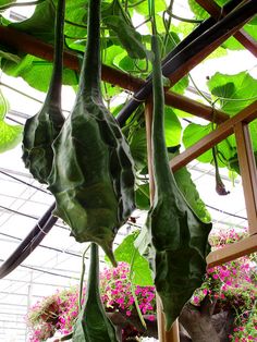 น้ำเต้าไดโนซอร์ - Dinosaur Gourd