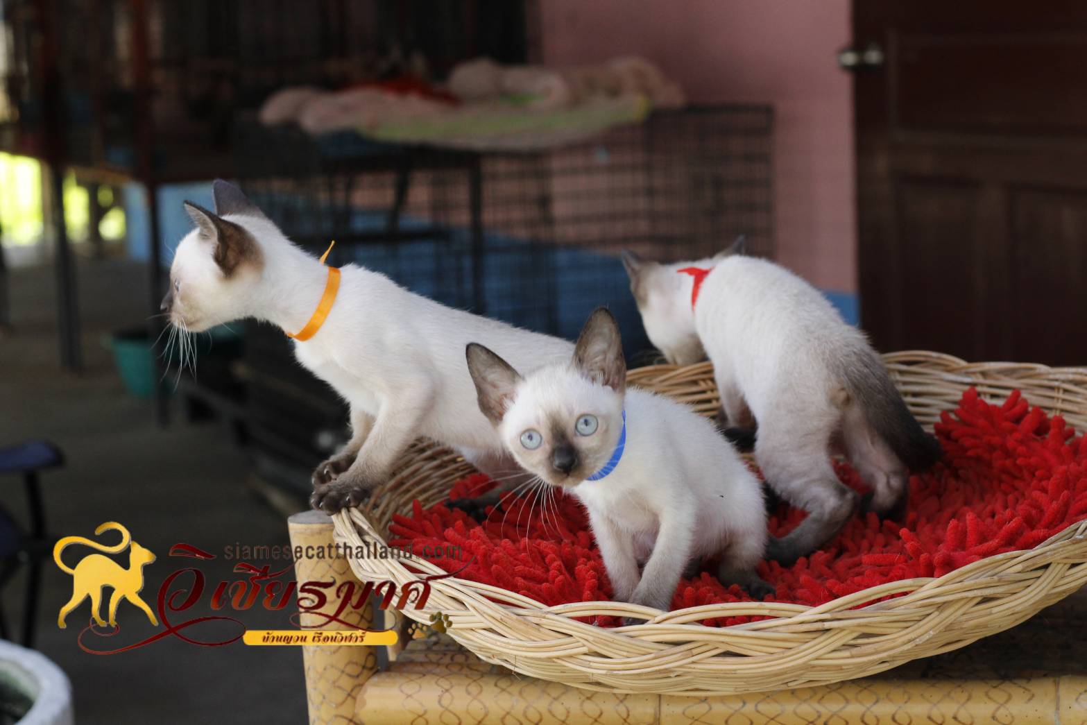 น้องแมว รุ่น 1-2/2565