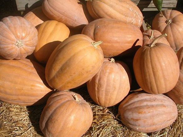 ฟักทอง เคนตักกี้ ฟิวด์ - Kentucky field Pumpkin