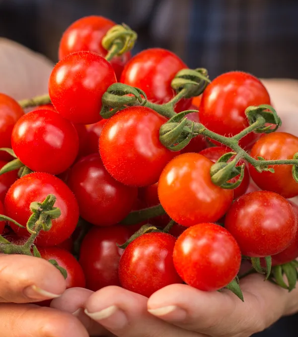 มะเขือเทศ ซันเชอรี่ - Sun Cherry Extra Sweet Tomato F1