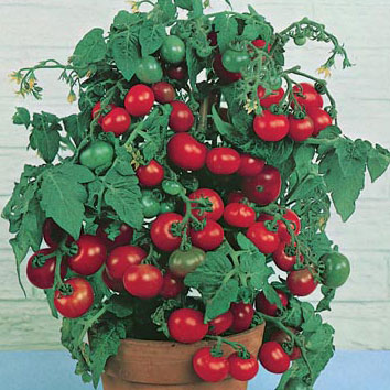 มะเขือเทศเตี้ย ไทนี่ ทิม - Tiny Tim Tomato