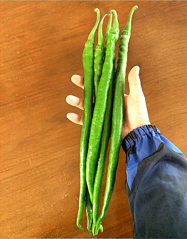 เมล็ดพันธุ์ พริกยาว เอ็กซ์ตร้าลองไลน์61 - Xtra Long Line 61 Pepper F1 Seed