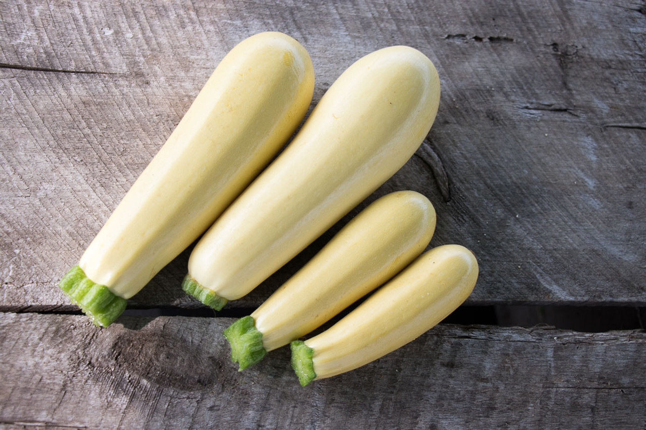 เมล็ดพันธุ์ ซูกินี ชิฟฟอน Chiffon F1 Zucchini Squash Seed