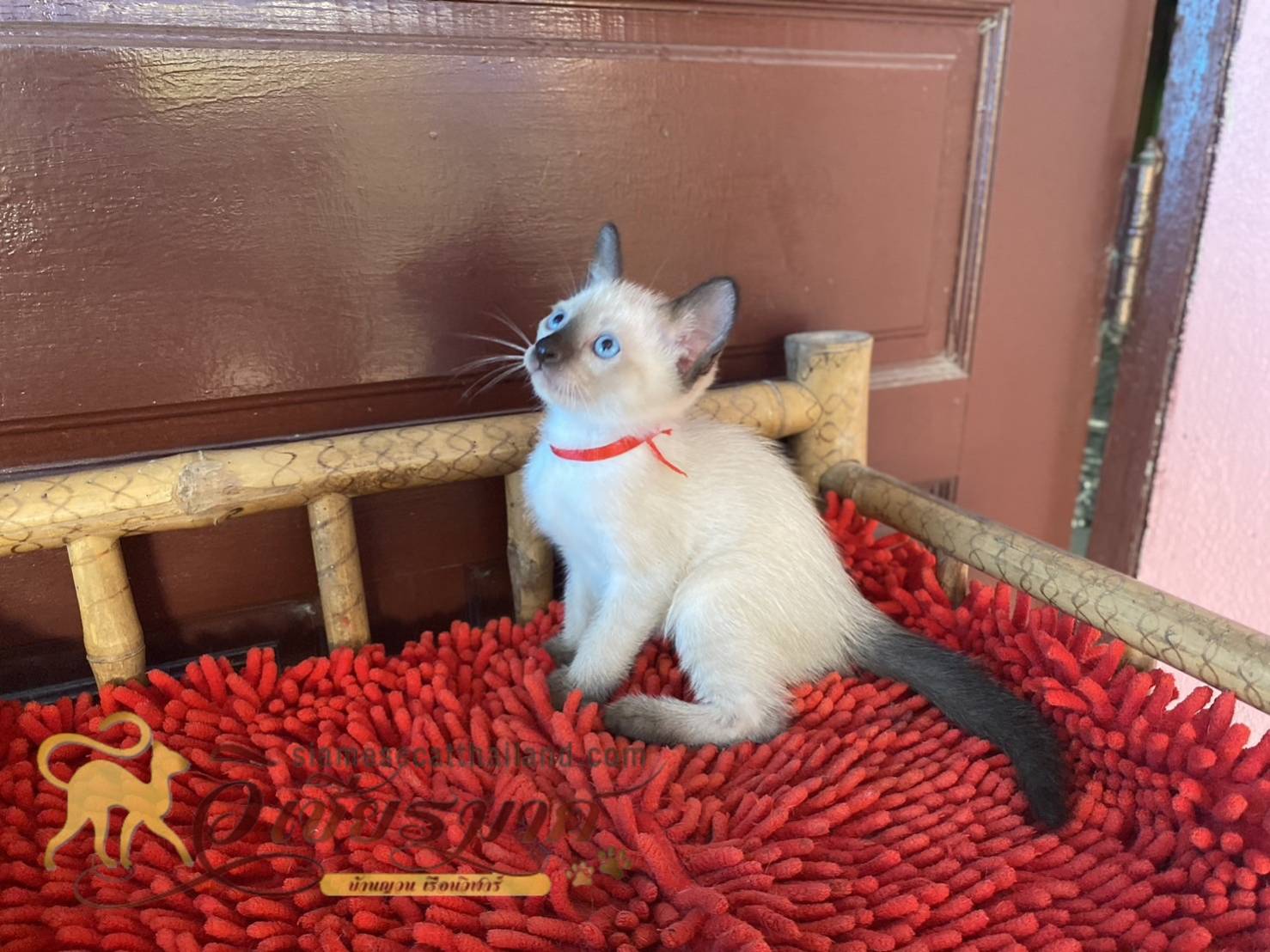 น้องเเมวรุ่น 4/2566