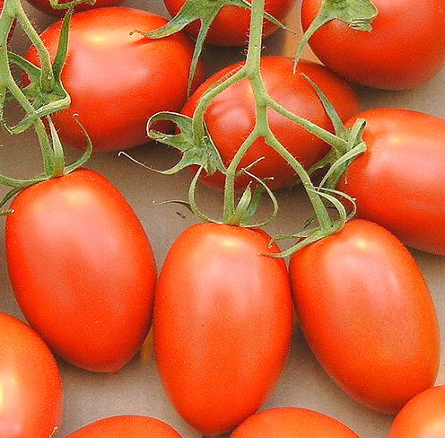 มะเขือเทศโรม่า วีเอฟ - Roma VF Tomato