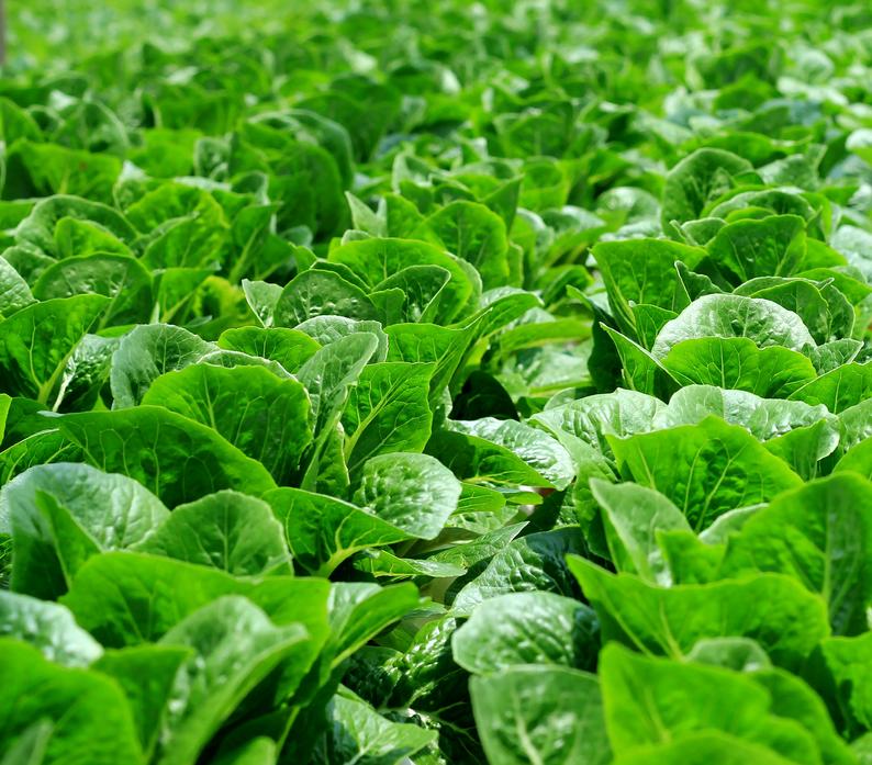 ผักสลัด ปารีสไอแลนด์ - Parris Island Cos Romaine Lettuce