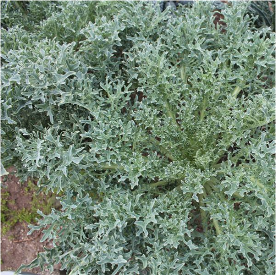 เคล ไฮดร้า - Hydra Kale F1