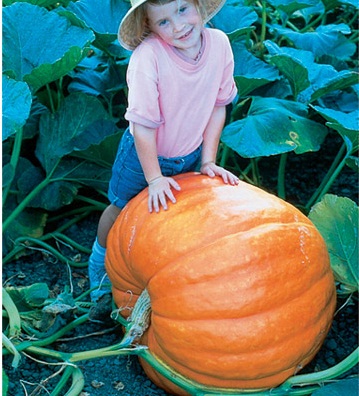 (Whole 1 oz) ฟักทอง บิ๊กแม็กซ์ - Big Max Giant Pumpkin