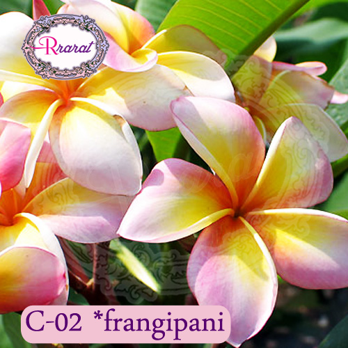 กำยานหอม กลิ่น ลีลาวดี (Frangipani).. 500g.
