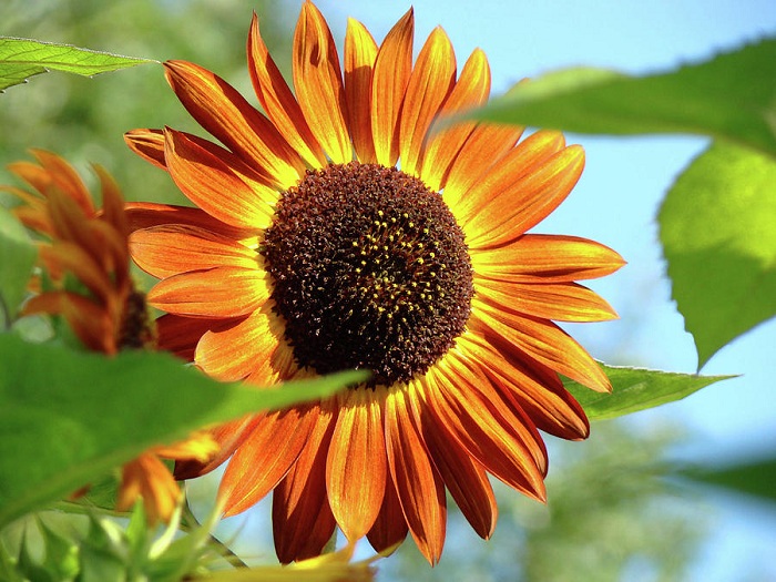 (Whole 1 LB ) ทานตะวันสีแดง - Red Sunflower