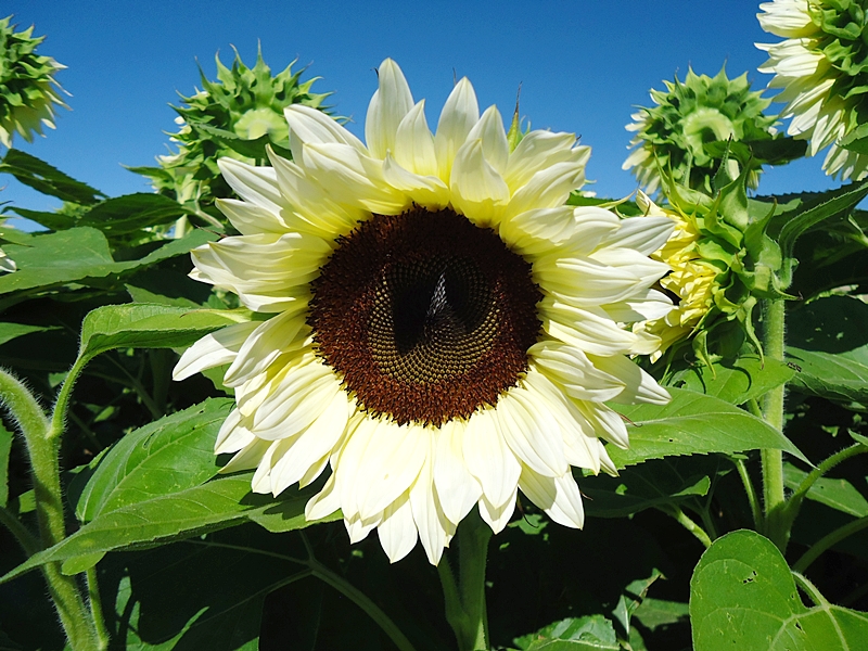 ทานตะวันสีขาว ไวท์ไนท์ - ProCut® White Nite F1 Sunflower