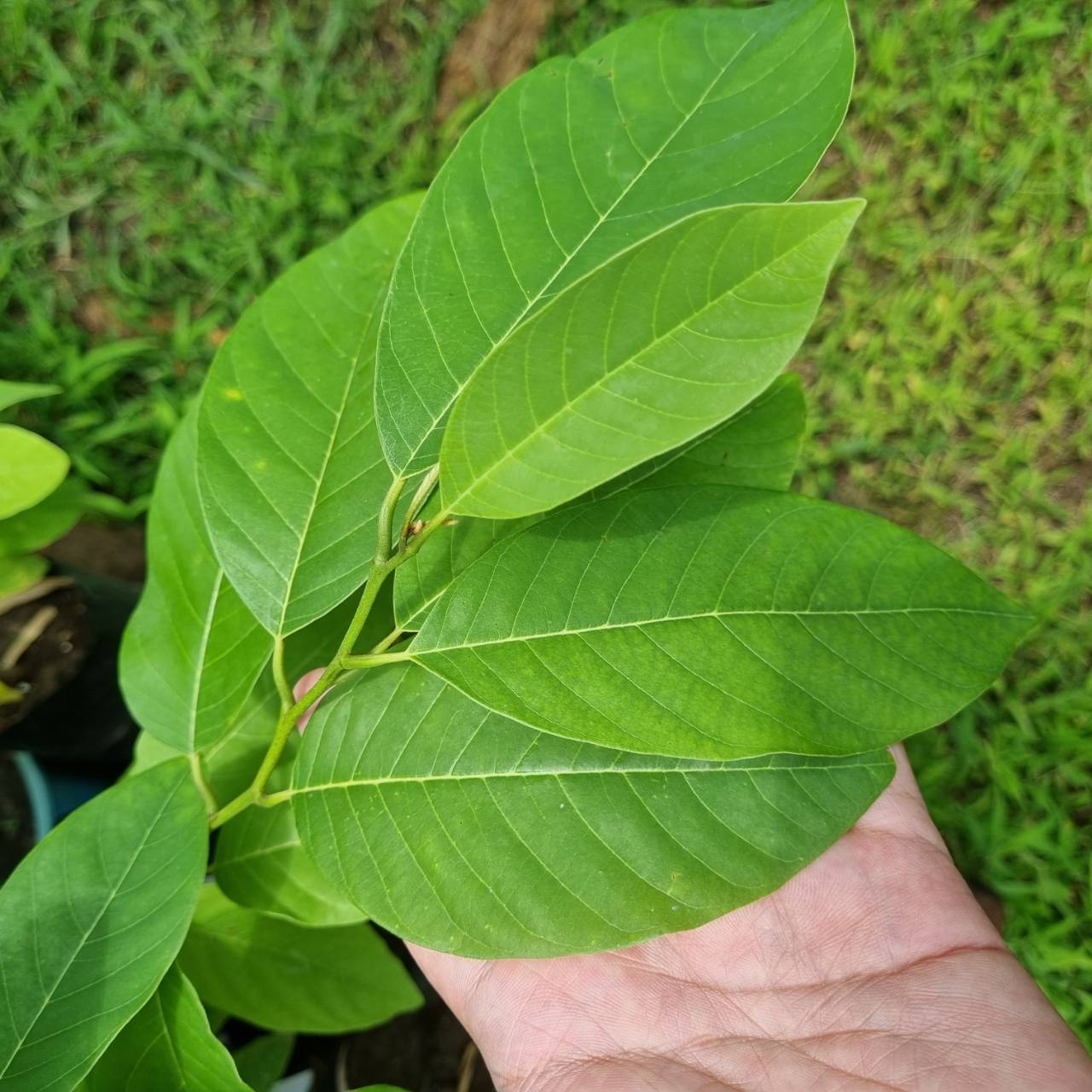 น้อยหน่า ทุเรียน ไต้หวัน ผลใหญ่ 1-2 โล เนื้อหนัง หวานอร่อย ต้นสูง 50 cm.ขึ้นไป