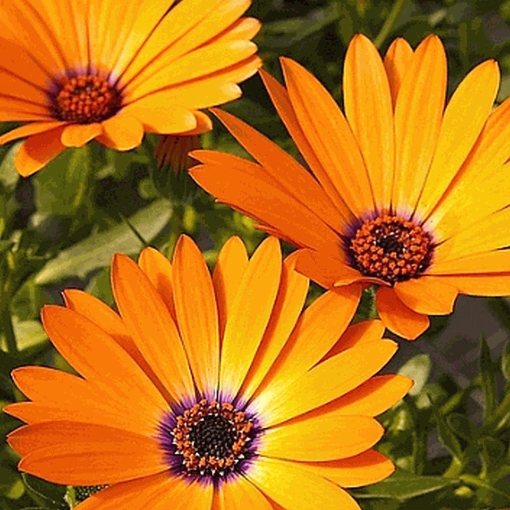ดอกเดซี่แอฟริกา - African Daisy Flower