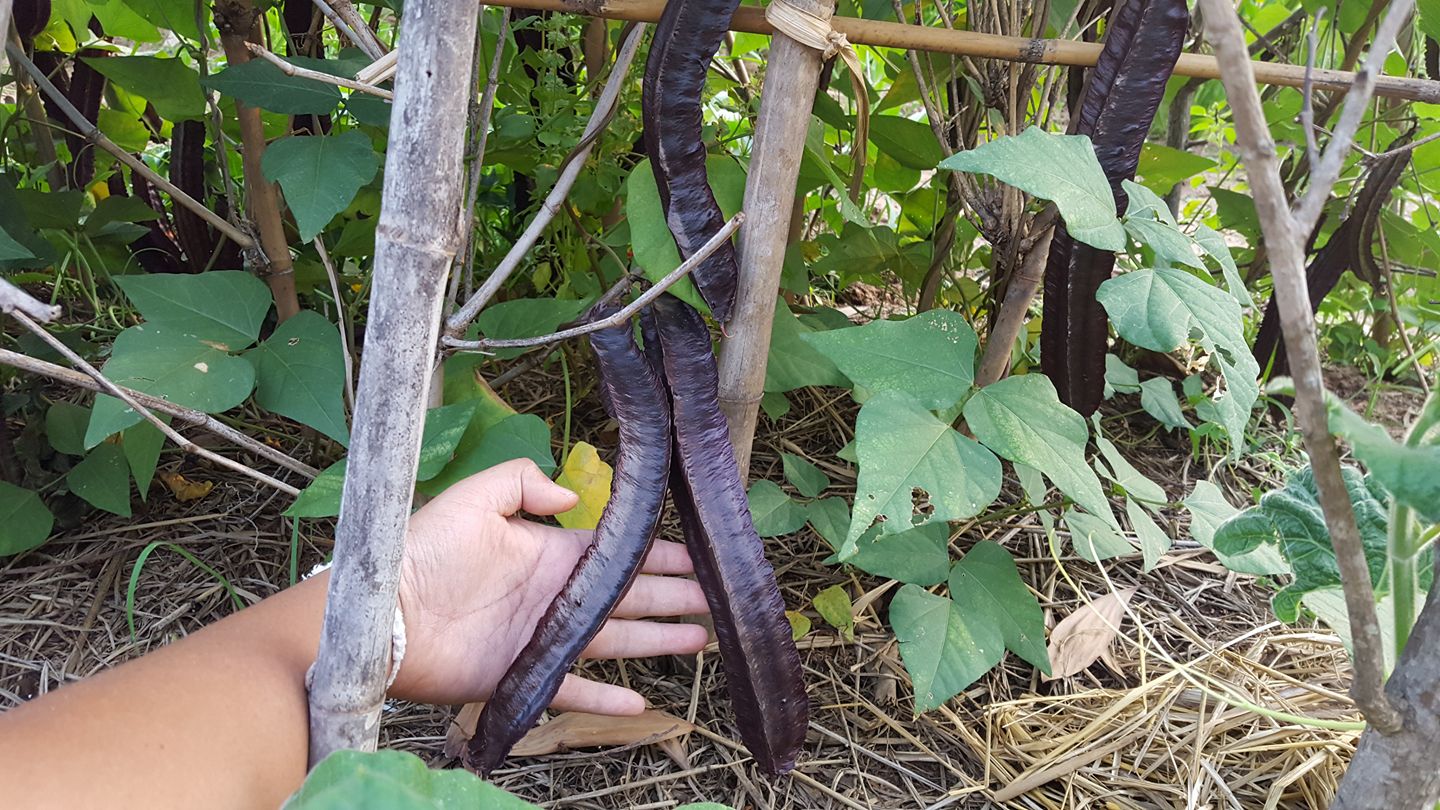 ถั่วพูสีม่วง - Purple Winged Bean