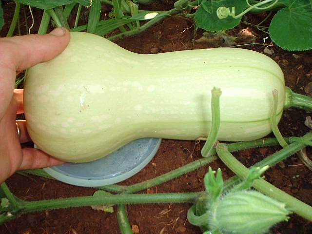(Whole 1 LB) บัตเตอร์นัท - Waltham Butternut Squash