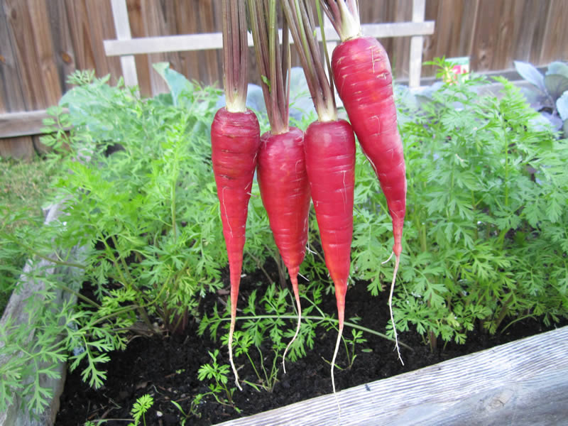 แครอทสีม่วง - Cosmic Purple Carrot