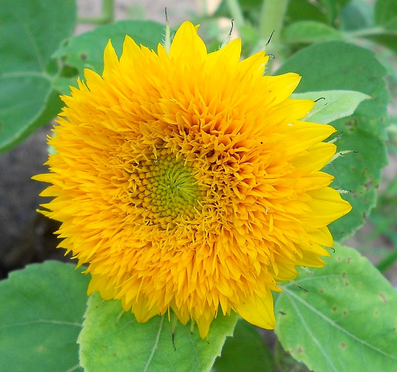 (Whole 1 LB) ทานตะวันหมี - Teddy Bear Sunflower (ปอนด์)