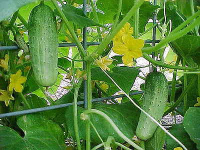 แตงกวาบอสตัน - Boston Pickling Cucumber