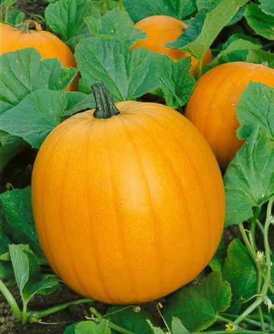 ฟักทองฮาโลวีน พันธุ์แจ๊ค - JACK O LANTERN PUMPKIN