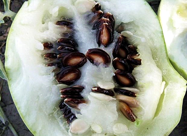 เมล็ดพันธุ์ แตงโมกินเมล็ด ต่ากวา Takwa Watermelon Seed