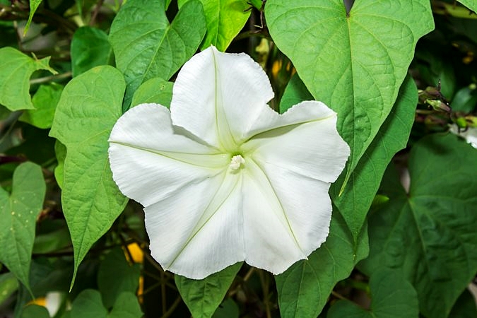 เมล็ดพันธุ์ ดอกชมจันทร์ White Morning Glory Seed 20 เมล็ด