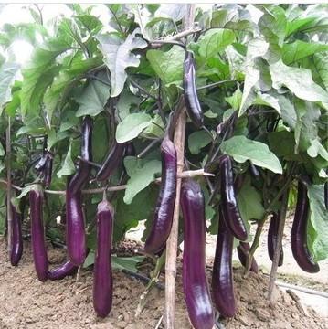 มะเขือยาวม่วงญี่ปุ่น - Japanese Long Eggplant F1