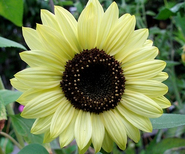 ทานตะวันเลม่อนควีน - Lemon queen sunflower