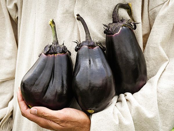 มะเขือม่วงญี่ปุ่น มิโตโย - Mitoya Eggplant