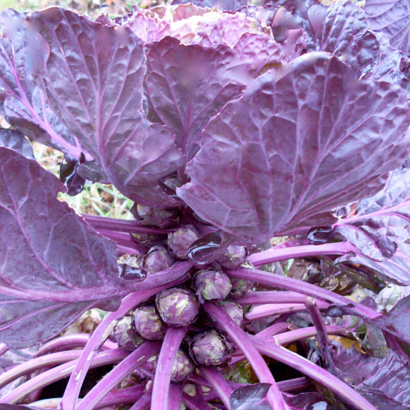 กะหล่ำดาวสีม่วง - Redbull Purple Brussels sprout