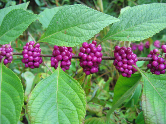 บิ้วตี้เบอรี่ - American Beautyberry