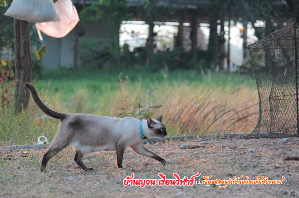 แม่พันธุ์เรือนวิฬาร์