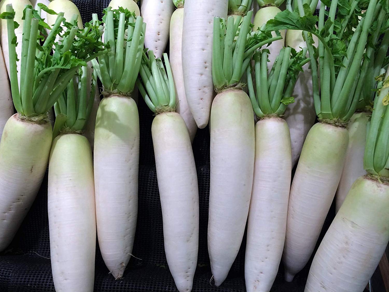 เรดิส ไดคอนญี่ปุ่น - Japanese Minowase Daikon Radish