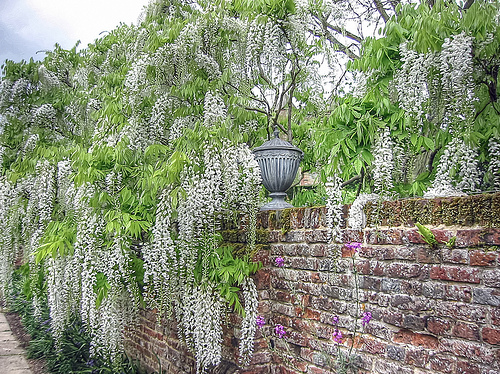 วิสทีเรียสีขาว - White Wisteria