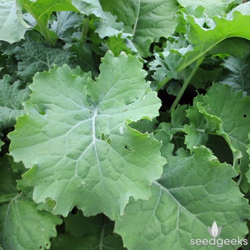 เคลไซบีเรียน - Siberian Kale