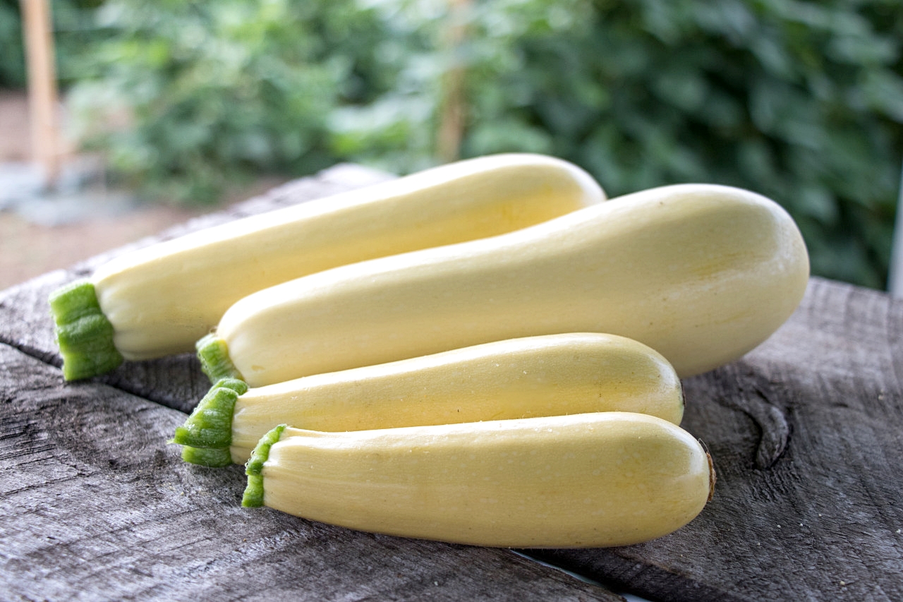 เมล็ดพันธุ์ ซูกินี ชิฟฟอน Chiffon F1 Zucchini Squash Seed