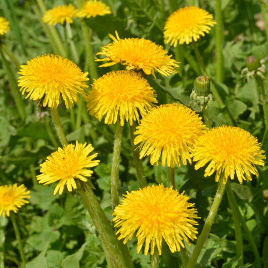 เมล็ดพันธุ์ แดนดิไลออน Dandelion Seed