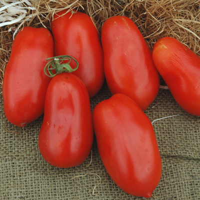 มะเขือเทศซานมาซาโน่ - San Marzano tomato
