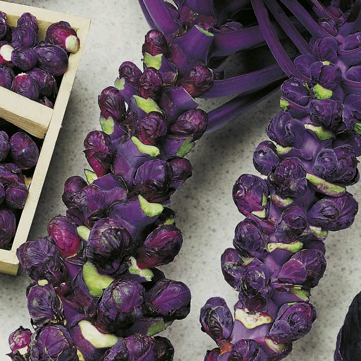 กะหล่ำดาวสีม่วง - Redbull Purple Brussels sprout