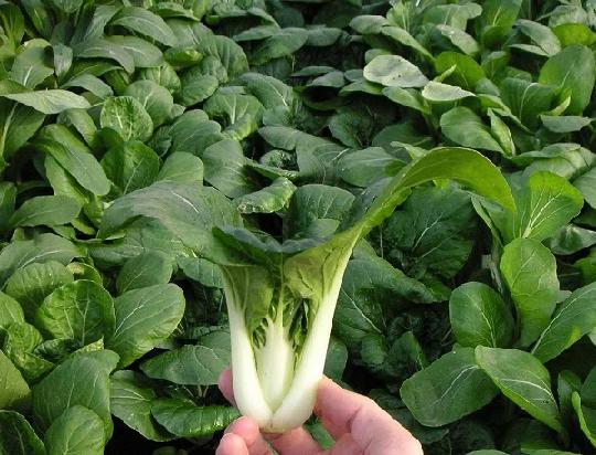 กวางตุ้งฮ่องเต้ก้านขาว - Canton Pak Choi
