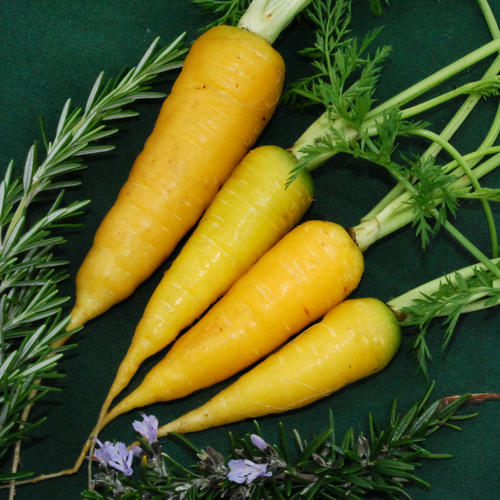 (Whole 1 Oz) แครอทสีเหลือง - Solar Yellow Carrot