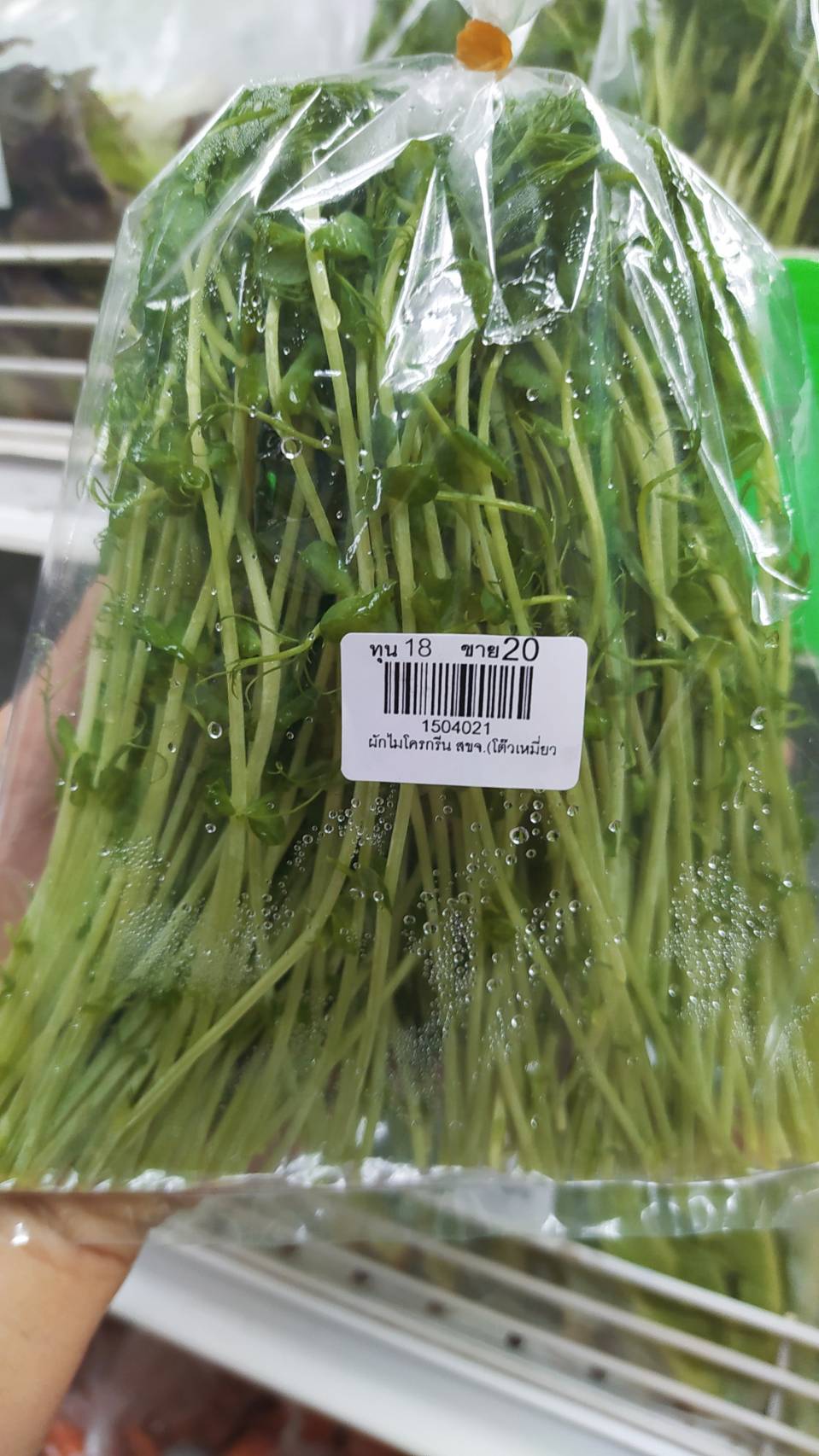 ผักไมโครกรีน สขจ. (โต๊วเหมี่ยว)