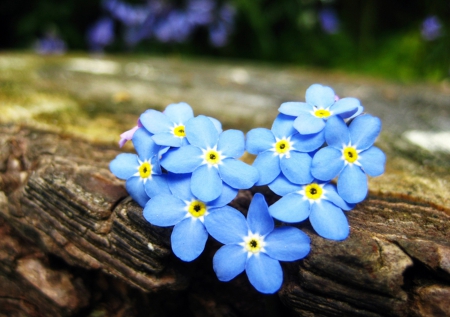 ดอกอย่าลืมฉัน - Forget Me Not Flower