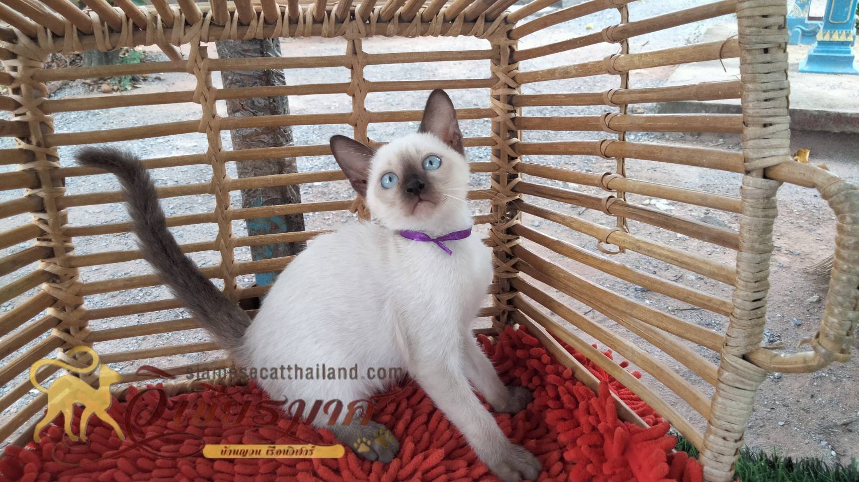 น้องแมวรุ่นใหม่ 6/2566